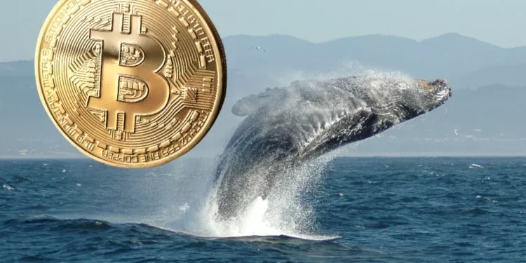 沈睡9年，多隻 BTC 巨鯨同時甦醒？已轉 6,300 顆比特幣，價值達 1.77 億美元